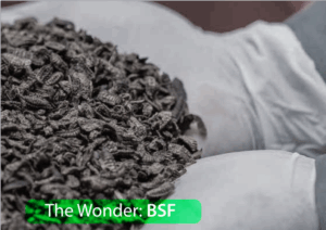 Black Soldier Fly (BSF) frass