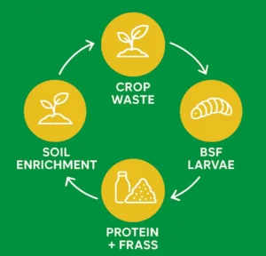 Circular farming system using Black Soldier Fly frass | AGmart