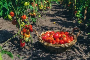 High-yield Nigerian maize farm supported by BSF frass fertilizer | AGmart